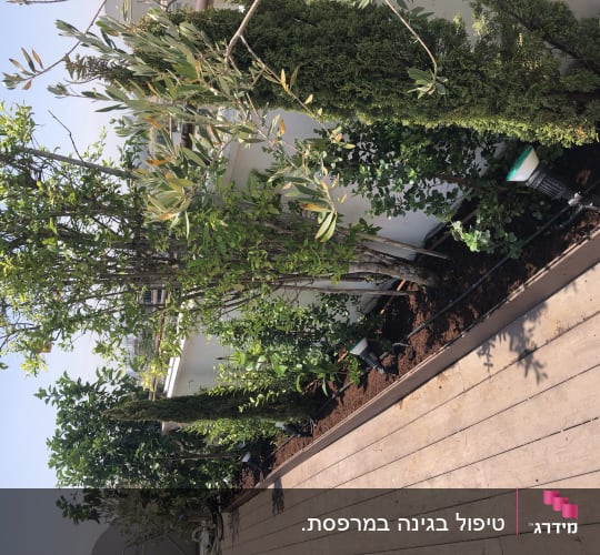 עצים ושיחים בגינה עם מערכת השקיה